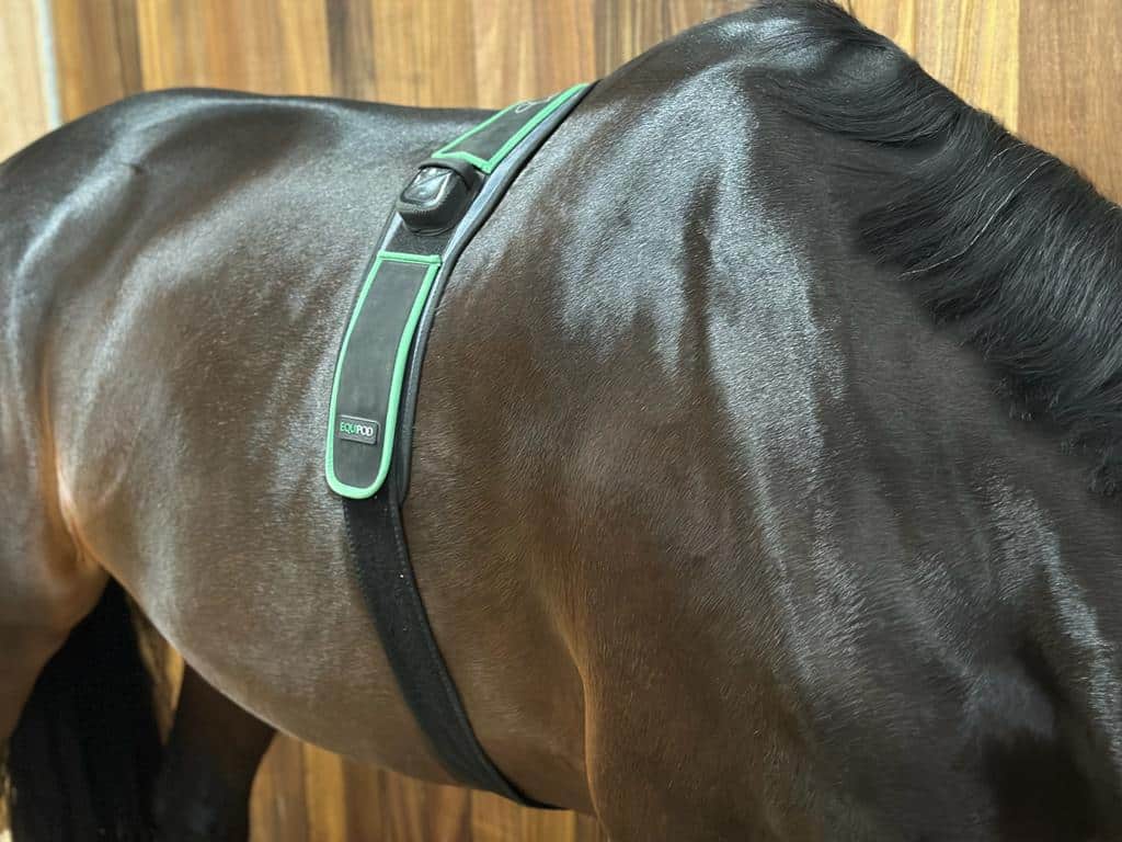 Hi Form Equine – Premium Horse Supplements