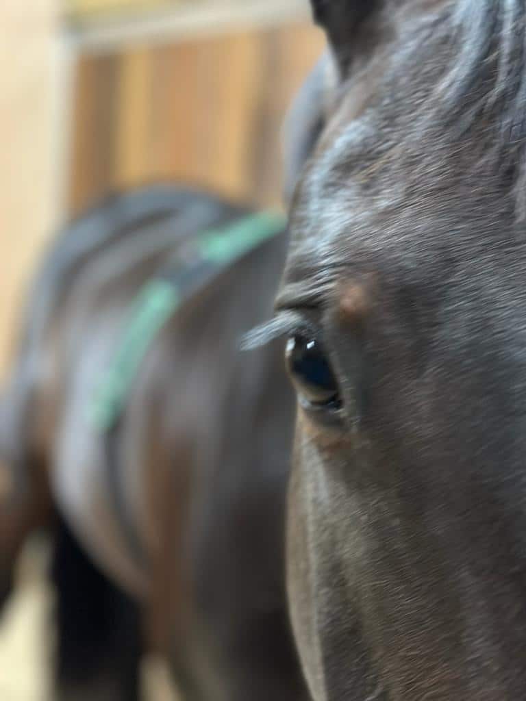 Hi Form Equine – Premium Horse Supplements