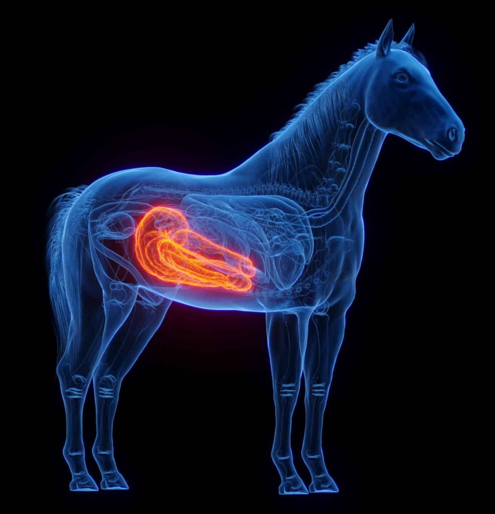 Hi Form Equine – Premium Horse Supplements