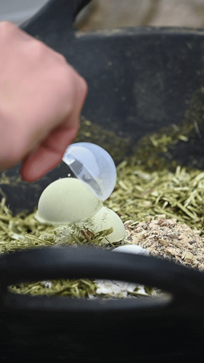 Hi Form Equine – Premium Horse Supplements